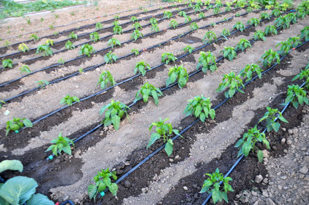 Dry Season Tomato Farming in Nigeria: Why Timing Pays