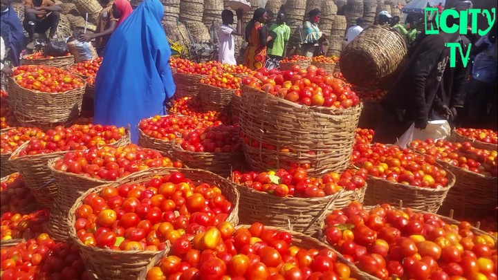Dry Season Tomato Farming in Nigeria: Why Timing Pays